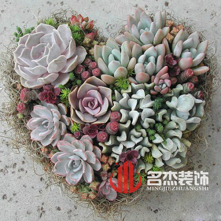 辦公室蜜桃成人在线免费视频風水之多肉植物.jpg