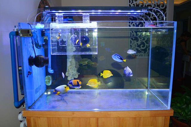 辦公室蜜桃成人在线免费视频魚缸擺放風水.jpg