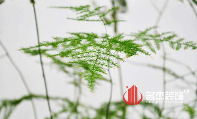 辦公室蜜桃成人在线免费视频風水之綠植.jpg 辦公室蜜桃成人在线免费视频風水之綠植.jpg